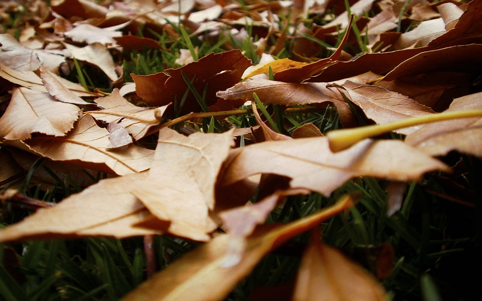 closeup photo of withered leaves on green grass ground HD wallpaper