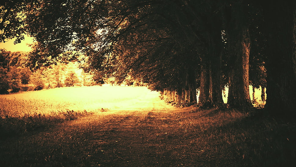 green leafed trees, trees, nature, path HD wallpaper