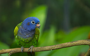 blue and green parrot perched on tree branch