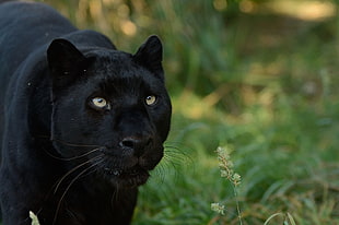 black Panter HD wallpaper