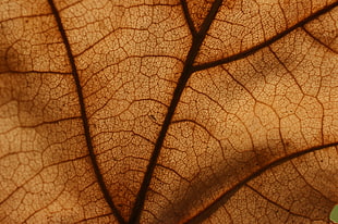 closeup photo of leaf cells