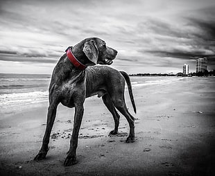 greyscale photo of Weimaraner dog standing on shoreline during daytime