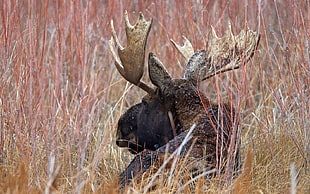 black and brown moose animal HD wallpaper