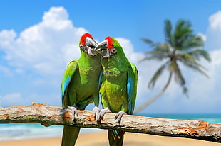 two green birds perch on branch close-up photography