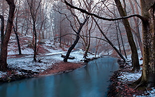 river and bare trees, winter, snow, water, nature