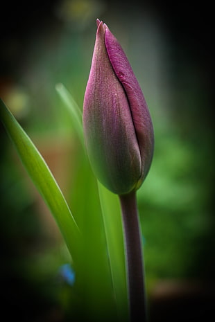 shallow focus photography of pink flower, tulip