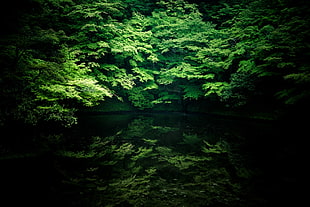 green forest near lake HD wallpaper
