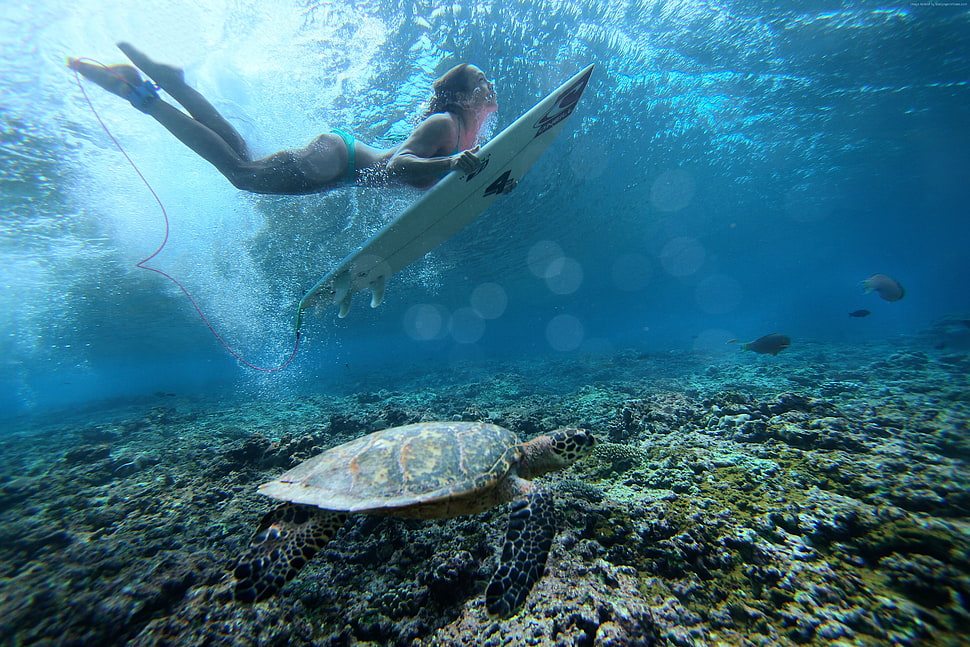 woman in white bikini on underwater HD wallpaper
