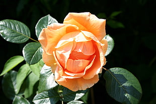 macro shot photography of orange rose
