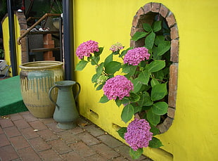 pink Hydrangea flowers beside grey and brown flower vases