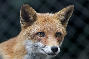 close-up photography of red fox, nice
