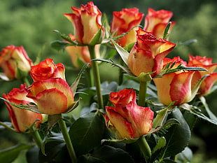 yellow-and-red flowers