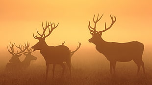 silhouette of group of bucks