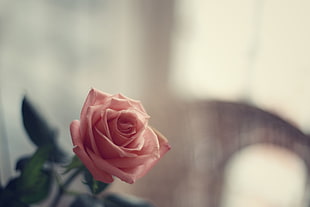 pink rose flower, flowers, rose HD wallpaper