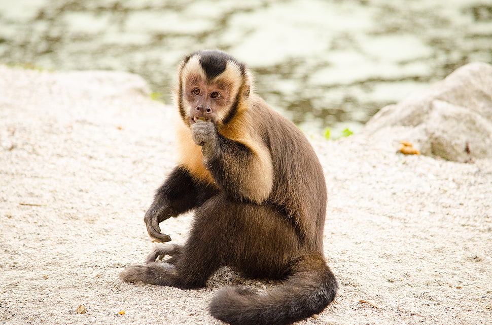 brown monkey eating while sitting on gray ground during daytime HD wallpaper