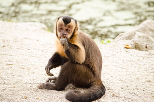 brown monkey eating while sitting on gray ground during daytime