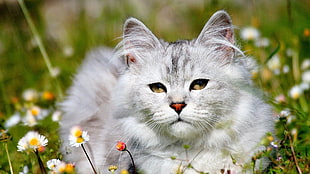 grey Persian cat lying on grass field in shallow focus photography