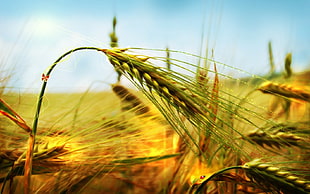 selected close-up photography of wheat at daytime