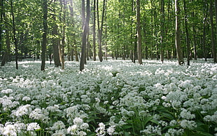white petaled flower field under forest