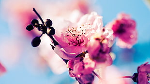 pink Cherry Blossoms in bloom close-up photo HD wallpaper