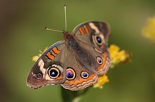 close-up photo of peacock pansy butterfly, common buckeye HD wallpaper