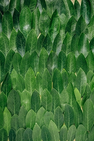 green leaf lot HD wallpaper