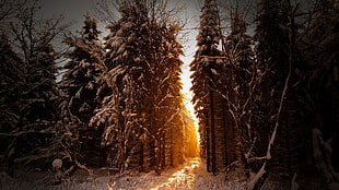 brown trees, trees, snow, sunlight, winter HD wallpaper