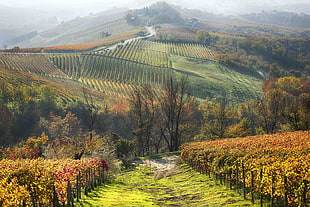 land mass field, photography, nature, landscape, vineyard HD wallpaper