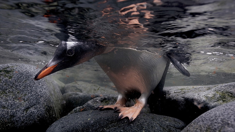 penguin on black stone in ocean HD wallpaper