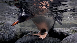 penguin on black stone in ocean