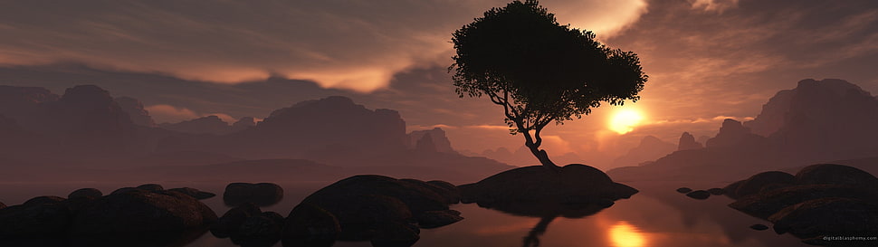 tree on mountain during sunset HD wallpaper