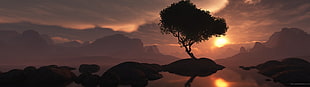 tree on mountain during sunset