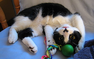 white and black cat with green ball