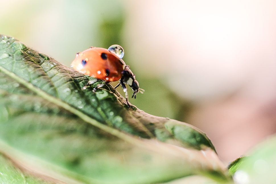7-spotted Ladybug in closeup photography, lady bug HD wallpaper