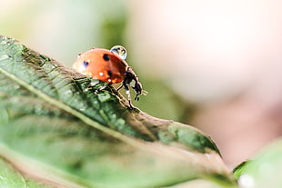 7-spotted Ladybug in closeup photography, lady bug