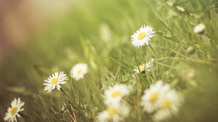white flowers on grass field at daytime HD wallpaper