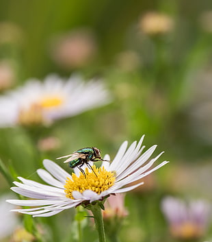 macro photography of green flies on white petaled flower