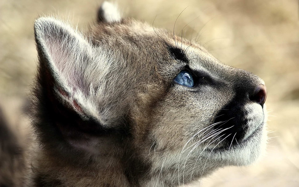 macro photo of a grey and black feline's right face HD wallpaper