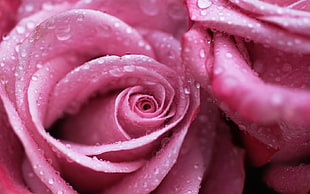 pink rose with raindrops photo