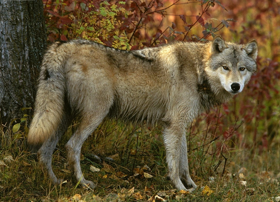 brown wolf during daytime HD wallpaper