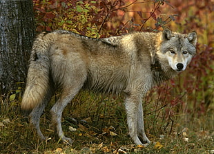 brown wolf during daytime