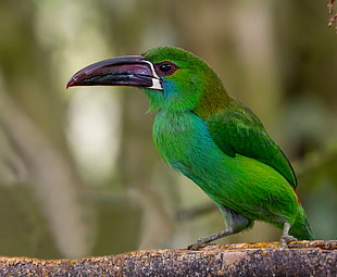 green bird on daytime, crimson-rumped HD wallpaper