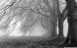 grayscale photo of forest tree, photography, nature