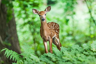 brown deer in closeup photogrpahy
