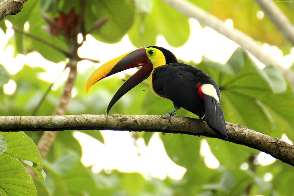 black and yellow bird HD wallpaper