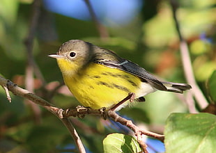 shallow depth of field photo of brown and yellow bird perched on branch of tree, magnolia warbler