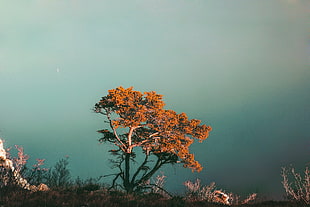 orange tree, nature, trees, water HD wallpaper