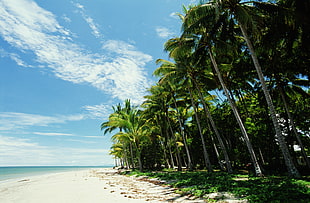 palm tree near beach isle HD wallpaper