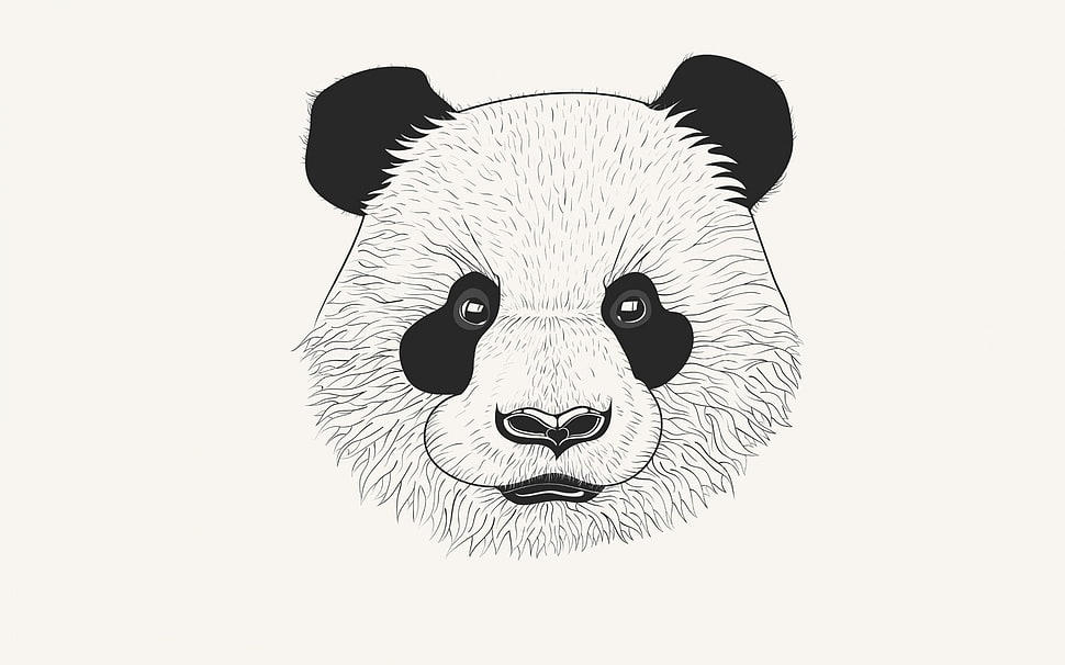 Panda headbust illustration HD wallpaper