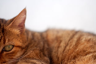 tilt shift lens photo of orange tabby cat